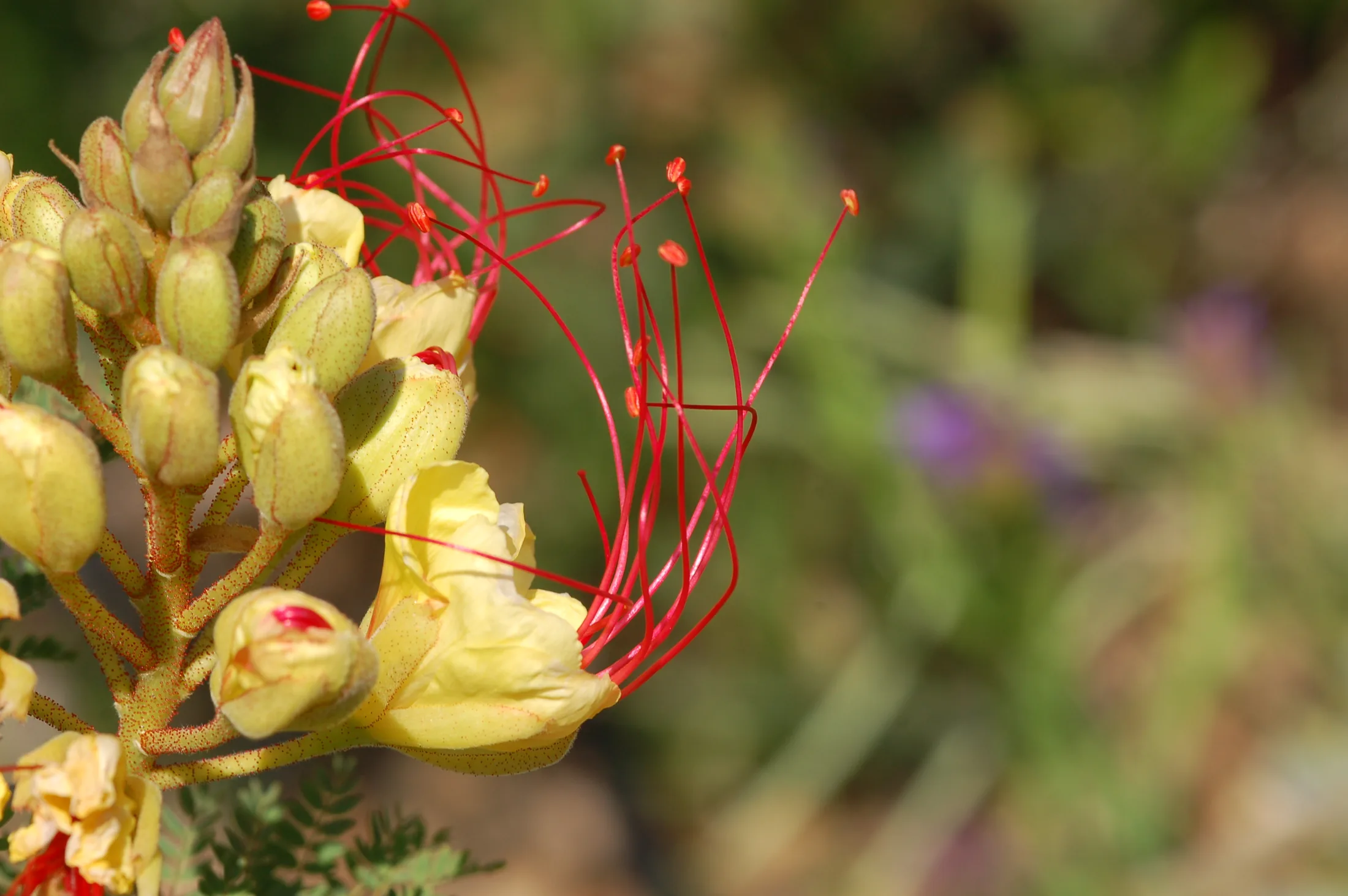 Flowers 15